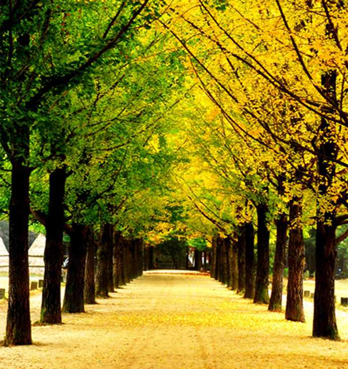 Image result for nami island