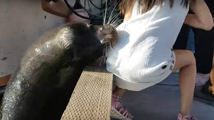 girl-attacked-by-a-sea-lion