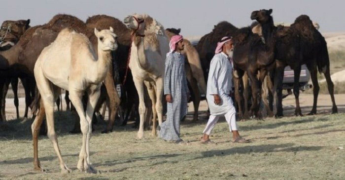 Qatar-animal-back-from-soudi-arab