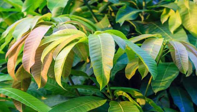 mango-leaves