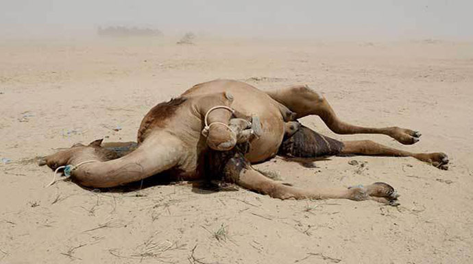 qatari-camel