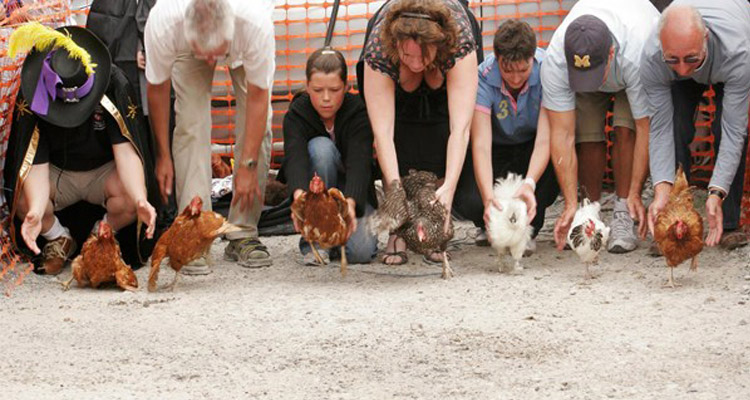 hen-racing