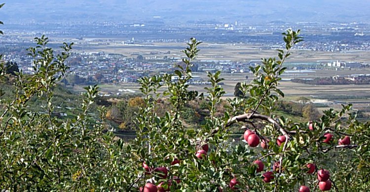 japan-apple-garden