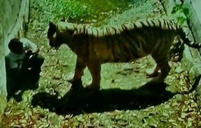 tiger
