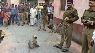 india_langur_monkey