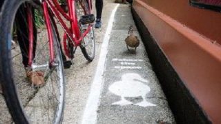duck-lane-pic