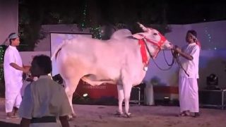 cow-fashion-show