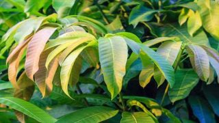 mango-leaves
