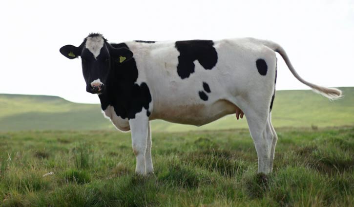 Cow