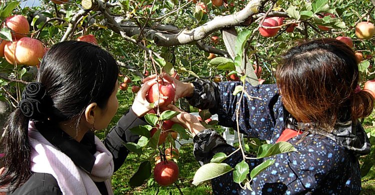 apple-in-japan