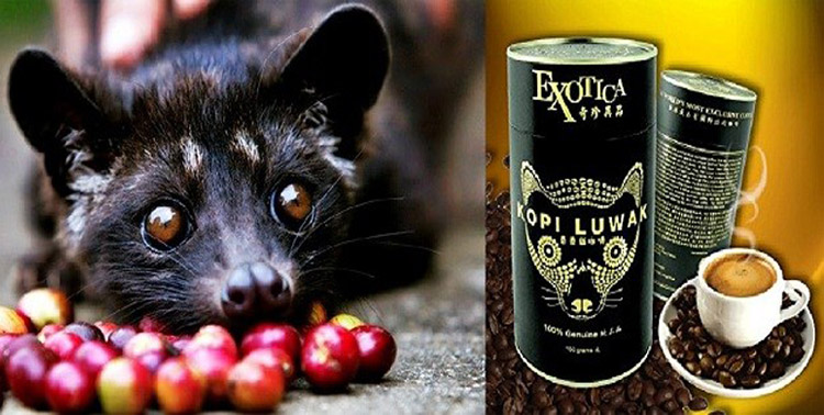 luwak-coffee