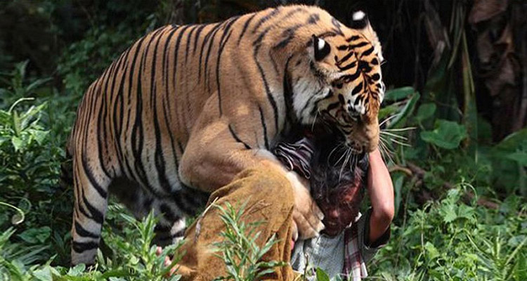 tiger-fight