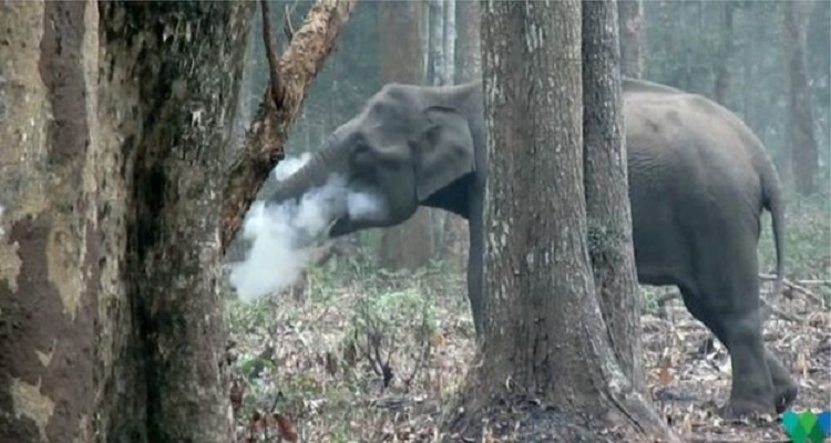 smooker elephent