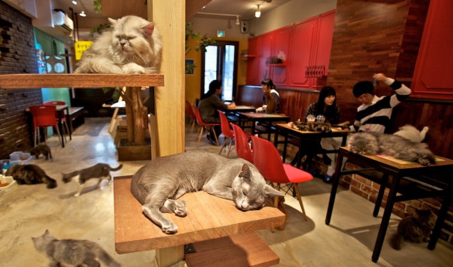 Japan-cat-caffe