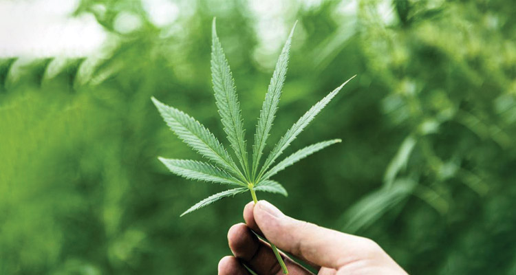 marijuana-leaf