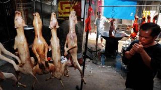 dog-meat