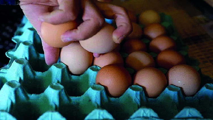 আমদানির খবরে কমেছে ডিমের দাম