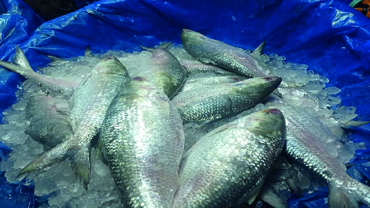 Hilsa fish 