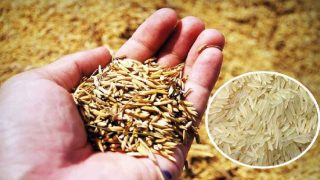 paddy-rice