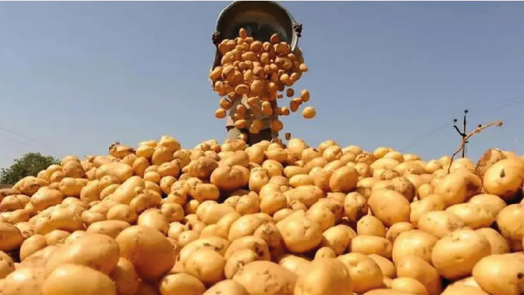 উৎপাদন খরচের অর্ধেক দামে আলু বিক্রি করছেন কৃষক