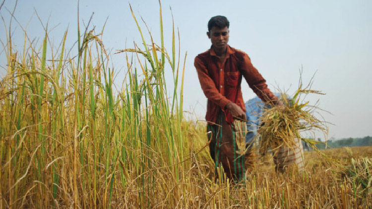 দাম বাড়িয়েও ধান পায়নি সরকার, আমনে সংগ্রহ লক্ষ্যমাত্রার মাত্র ৮.৭৫%