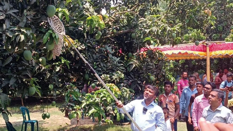 বাজারে উঠেছে সাতক্ষীরার সুস্বাদু আম, রপ্তানির লক্ষ্যমাত্রা ৭০ টন