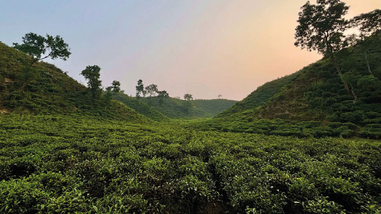 ২০২৪ সালে চা রপ্তানি বেড়েছে ৫৮ শতাংশ