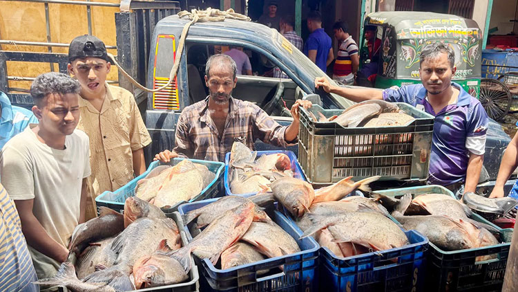 মৌলভীবাজারে নিষিদ্ধ পিরানহা মাছ জব্দ