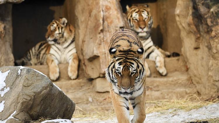 চীন ও রাশিয়ার নতুন আচরণবিধি