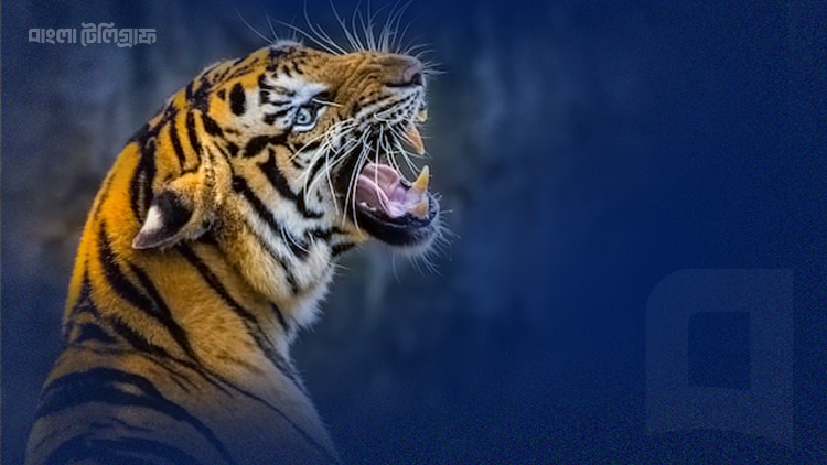 ২৯ জুলাই বিশ্ব বাঘ দিবস