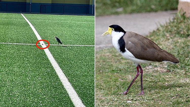 মাঠে ডিম পেড়েছে পাখি, এক মাসের জন্য স্টেডিয়াম বন্ধ করলো অস্ট্রেলিয়া