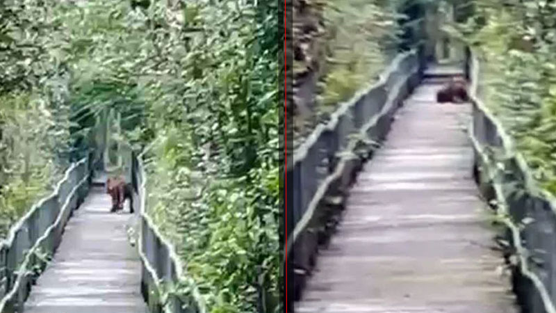 সুন্দরবনের পর্যটক ফুট ট্রেইলে মিললো বাঘের দেখা