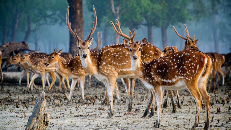 sundarban 