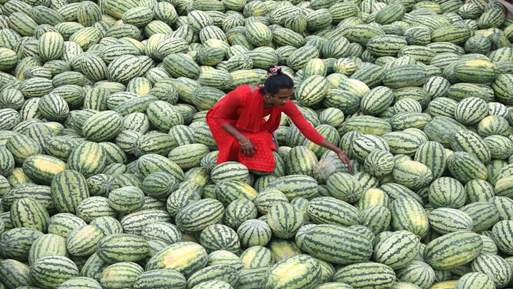 Water melon
