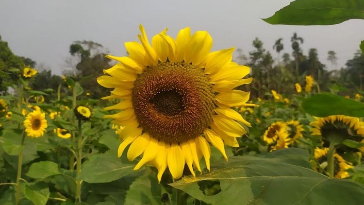 sunflower