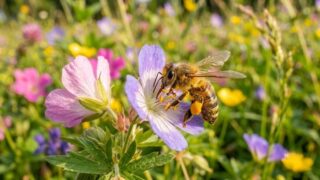 Bee
