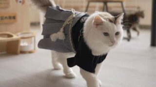 Cat Cover