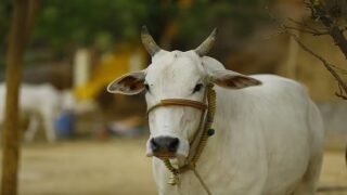 Cow