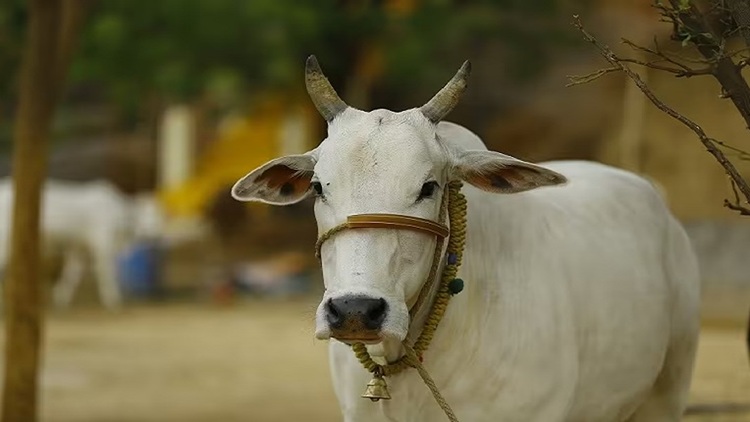 Cow