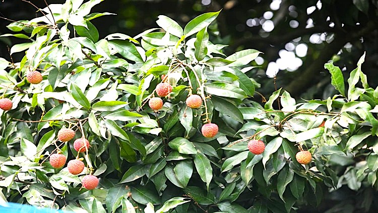 LICHI