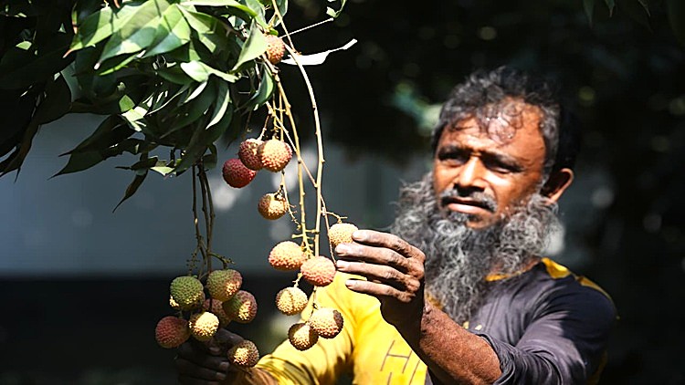 LICHI