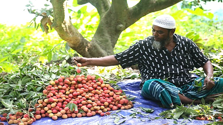 LICHI