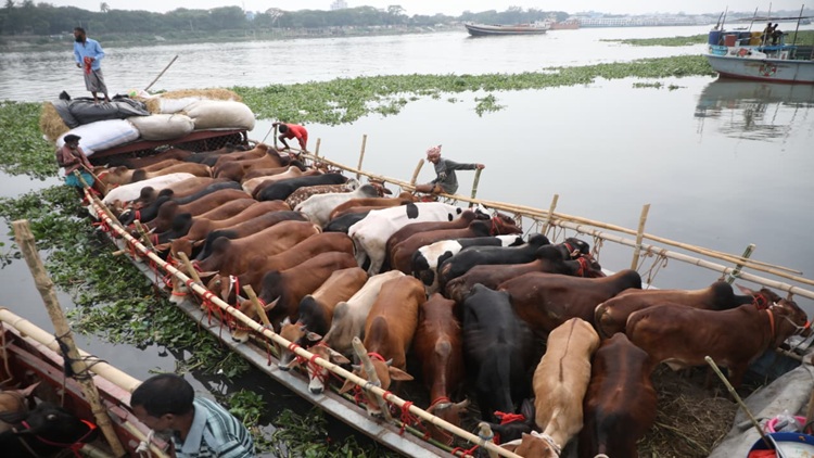Qurbani