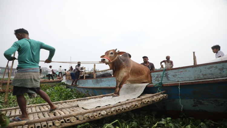 Qurbani
