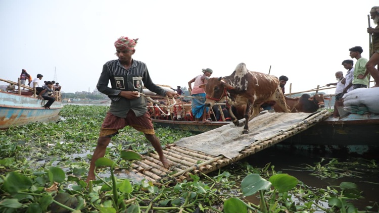 Qurbani