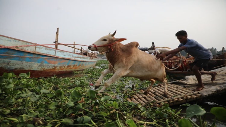 Qurbani