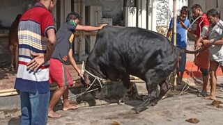 Qurbani Eid
