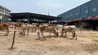 West Bengal cow