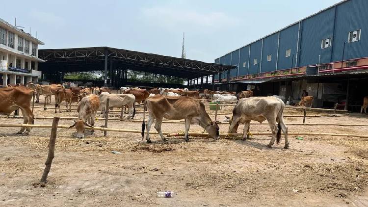 West Bengal cow