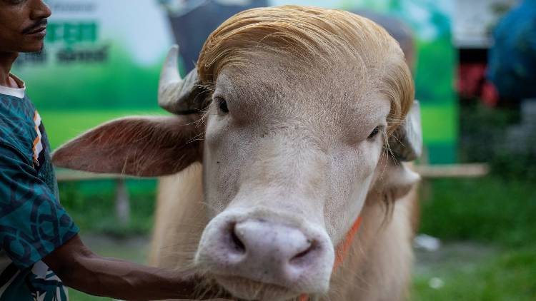 bull donald trump